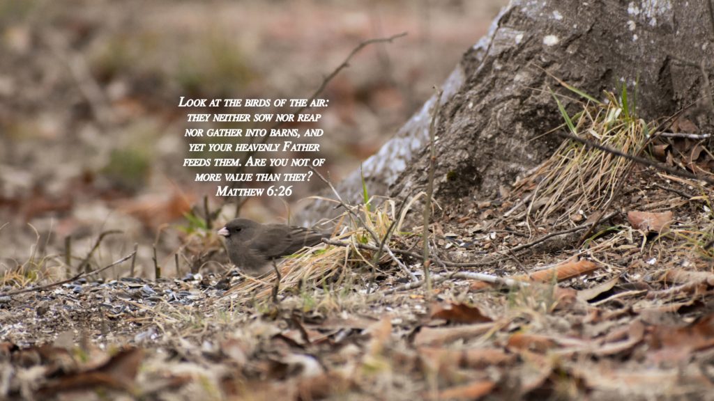 Luke 2:10-11 Matthew 6:26