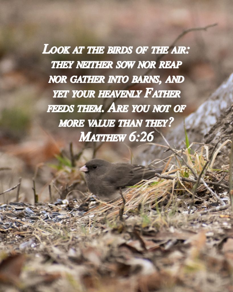 Matthew 6:26