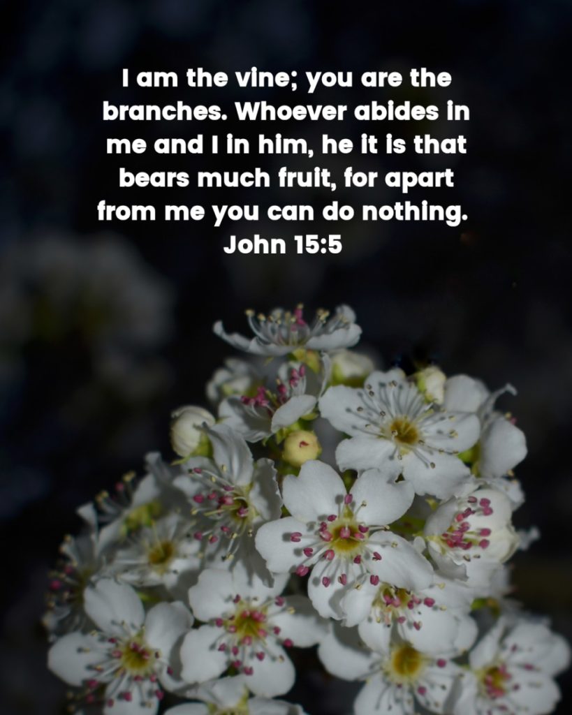 John 15 5 1