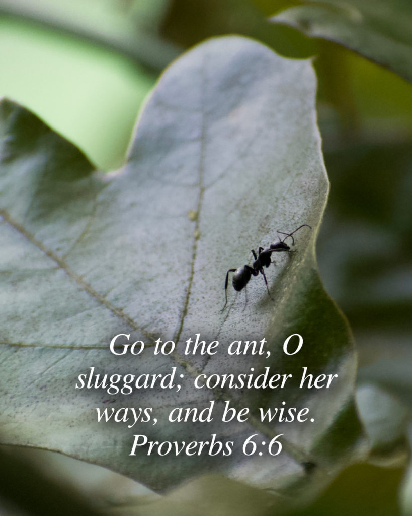 Proverbs 6:6