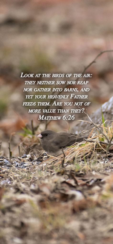 Matthew 6 26m2