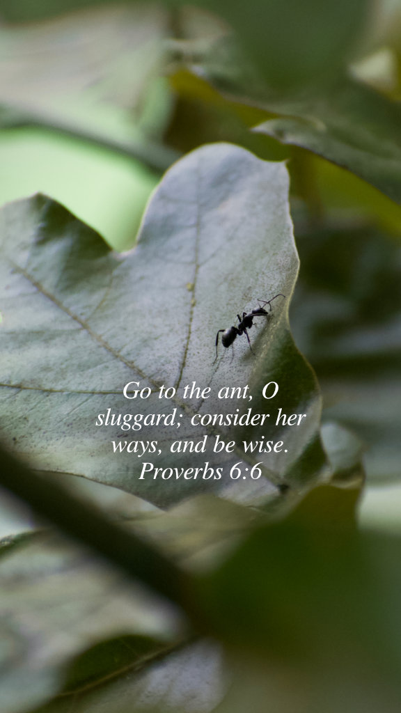 Proverbs 6 6mh