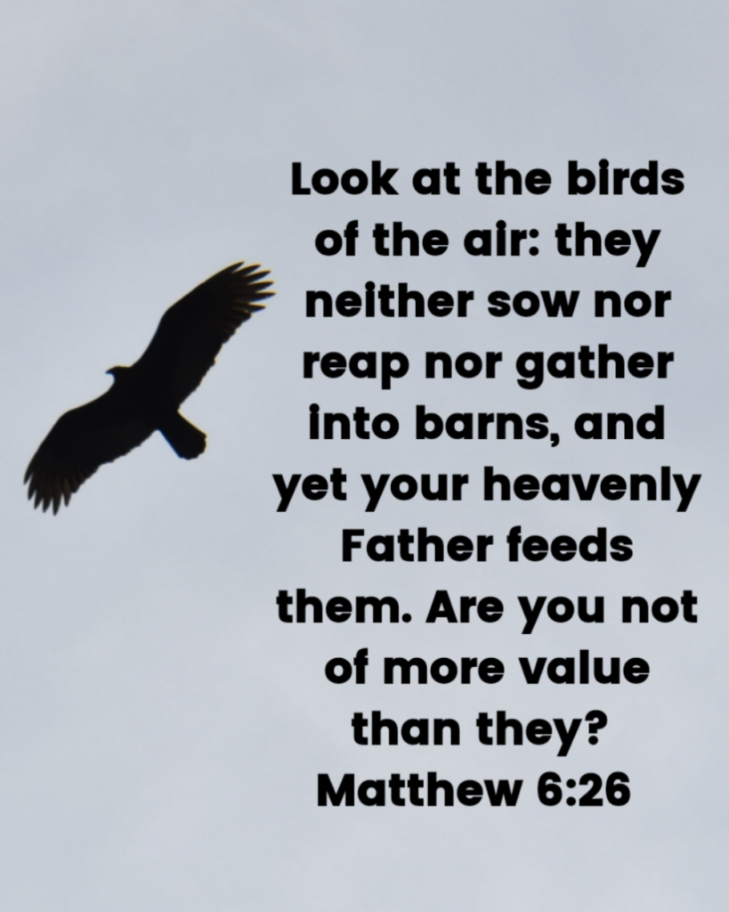 Matthew 6 26